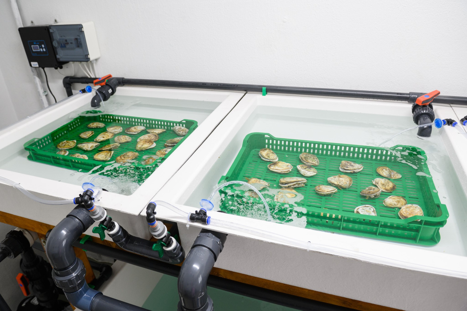 Univerzitet Crne Gore