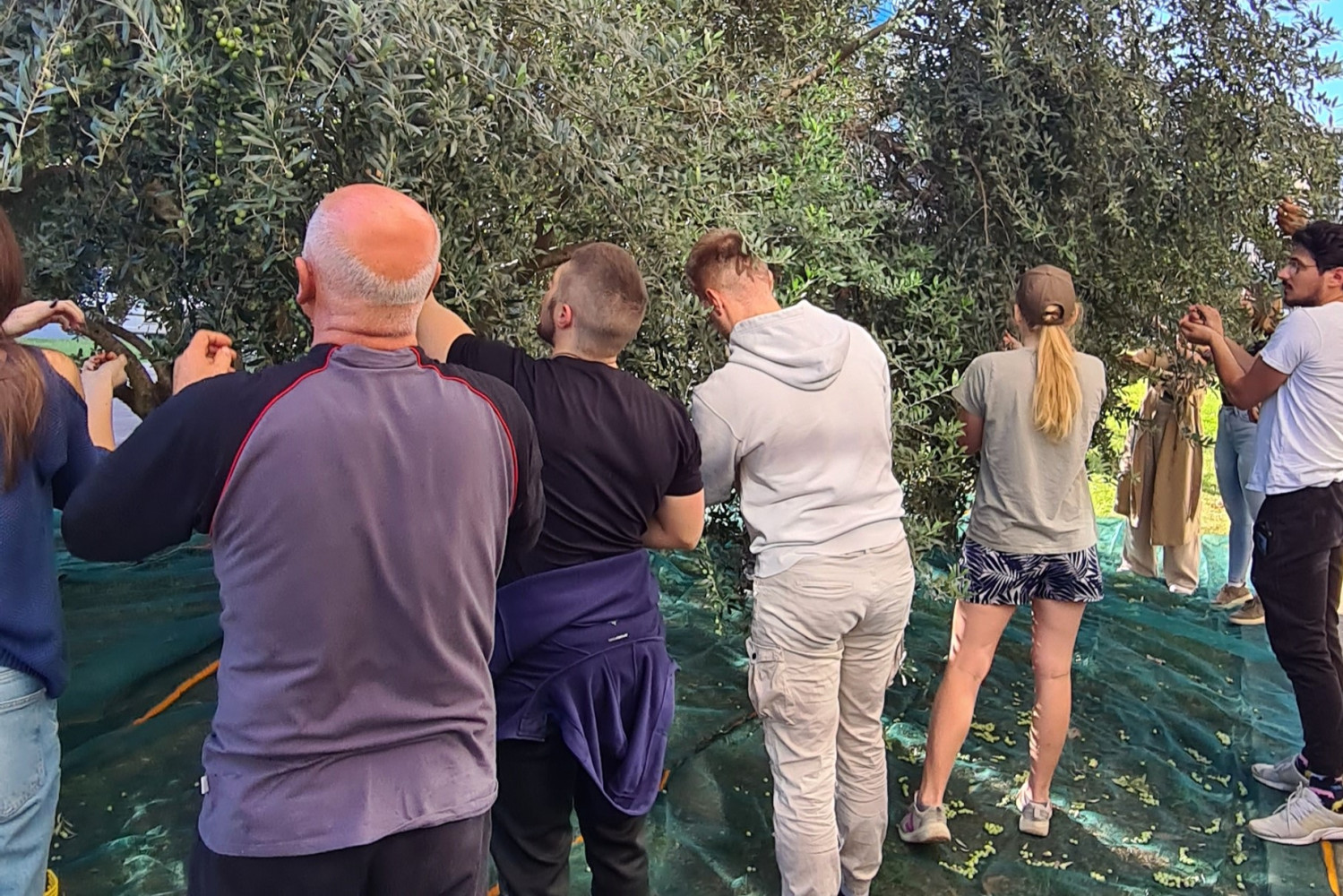 Univerzitet Crne Gore