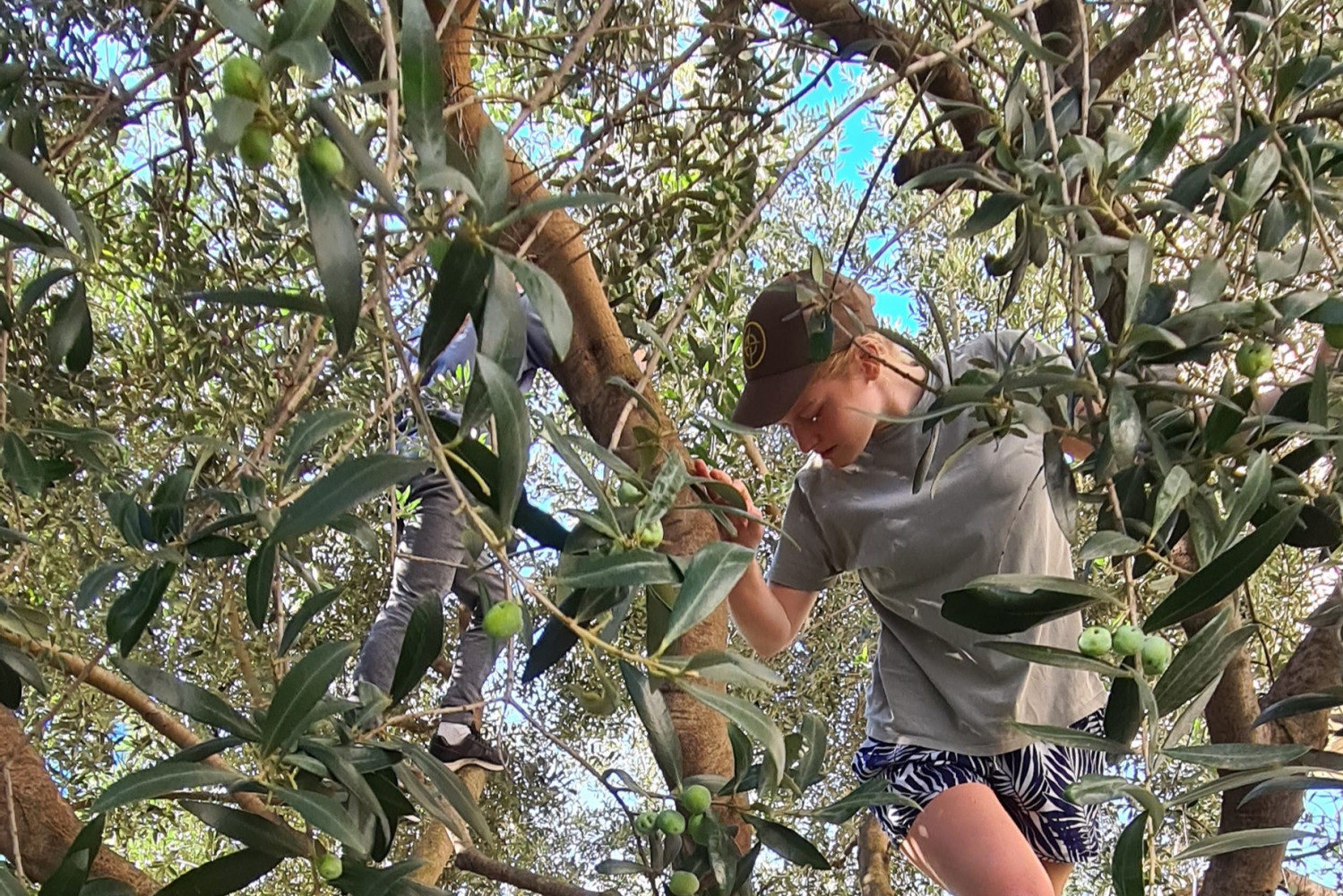 Univerzitet Crne Gore