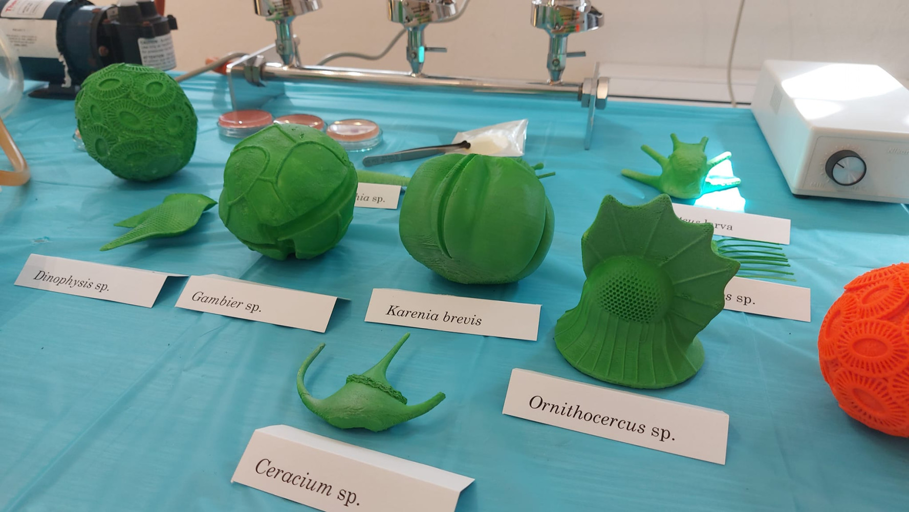 Univerzitet Crne Gore