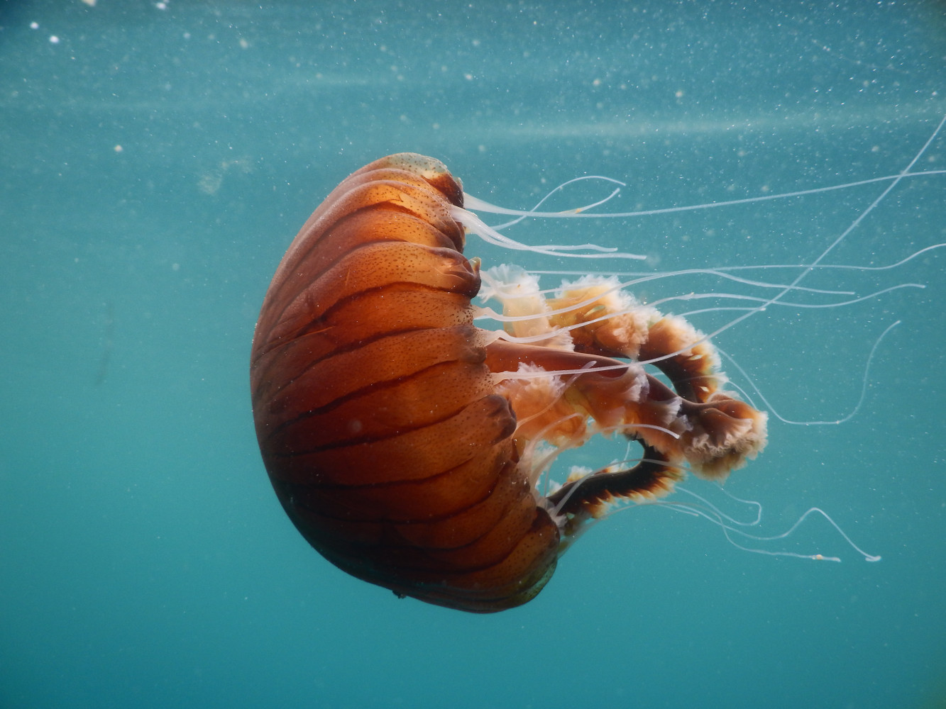 Univerzitet Crne Gore