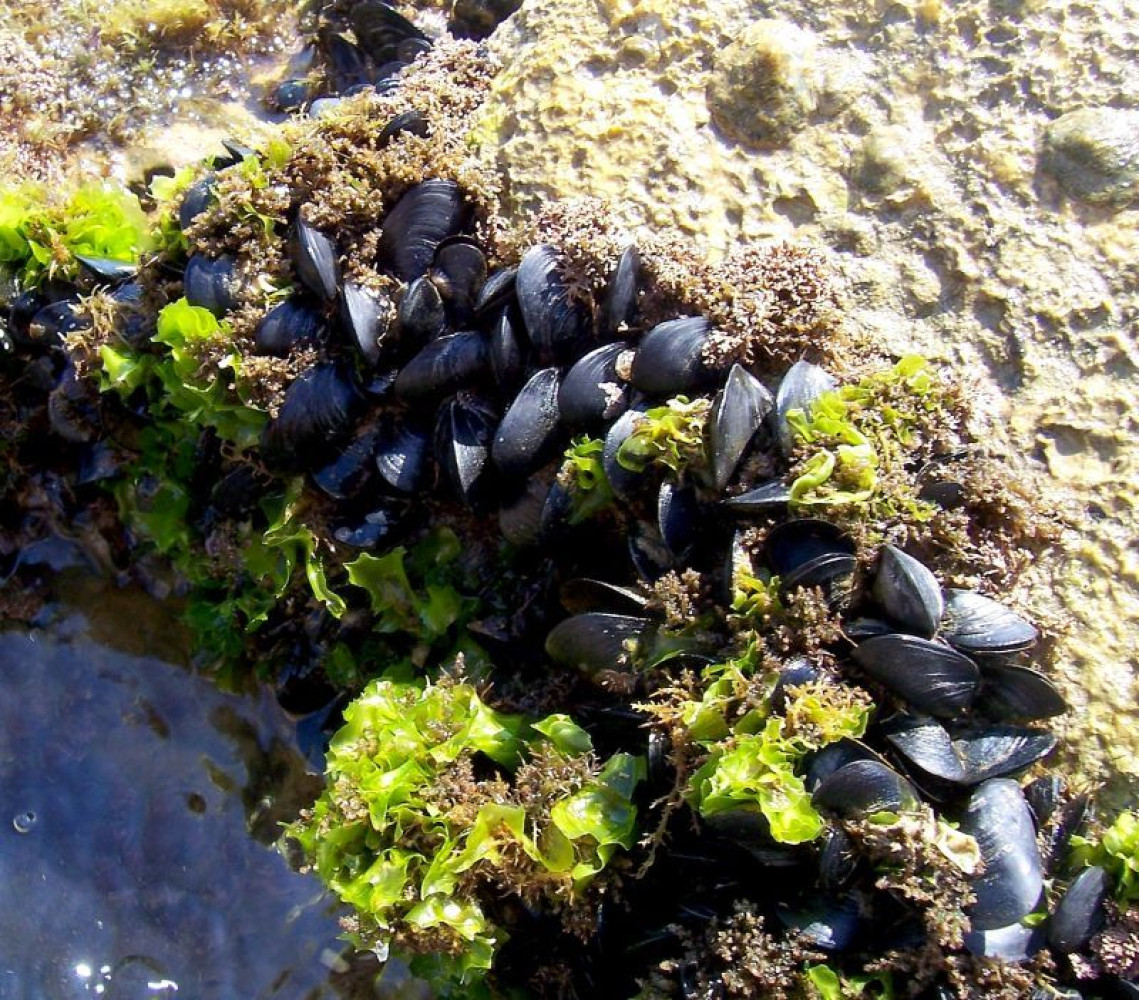 Univerzitet Crne Gore