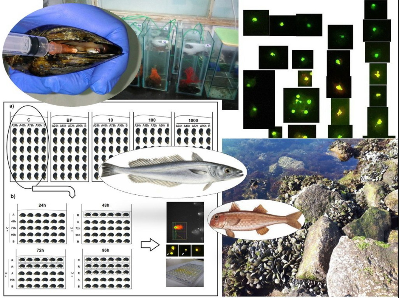 Univerzitet Crne Gore