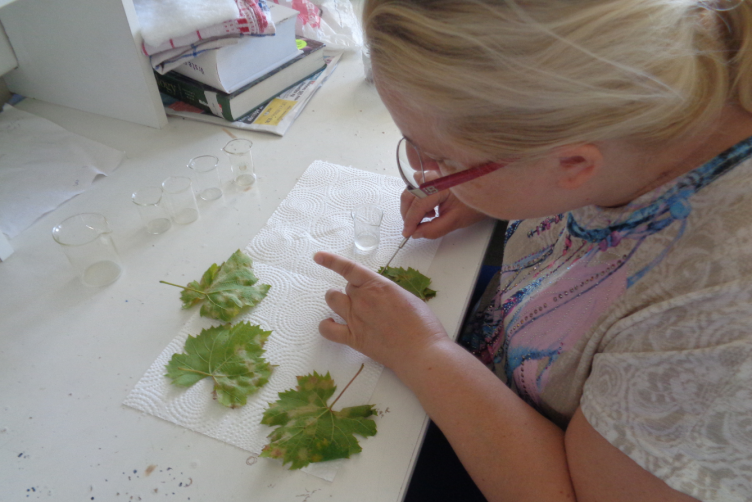 Univerzitet Crne Gore