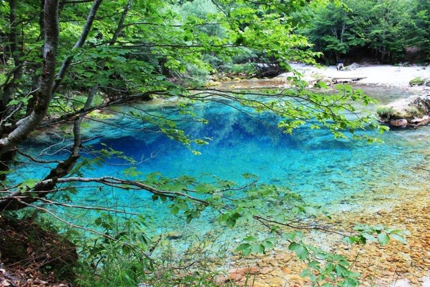 Univerzitet Crne Gore