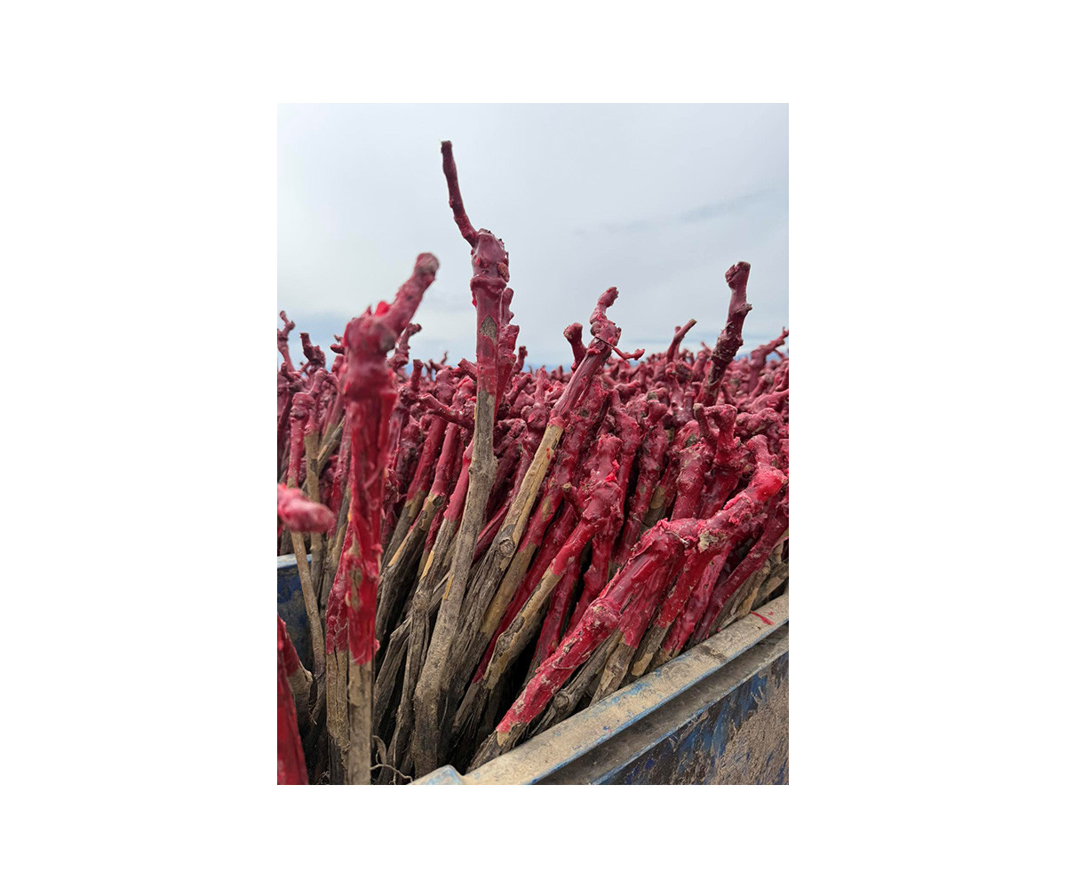 Univerzitet Crne Gore