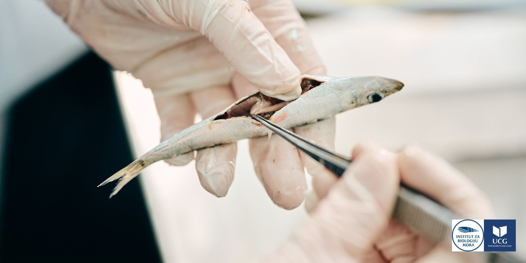 Univerzitet Crne Gore