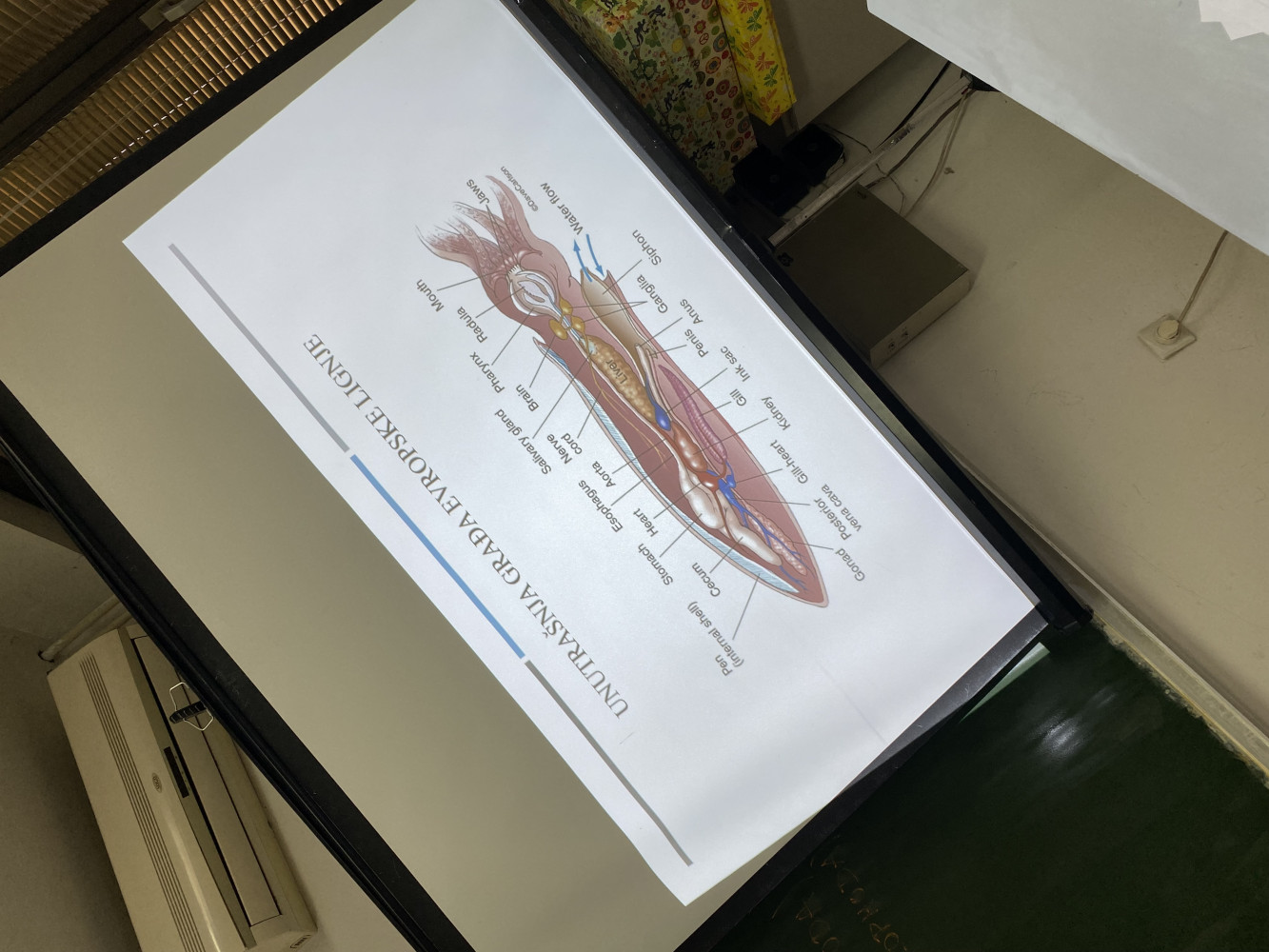 Univerzitet Crne Gore