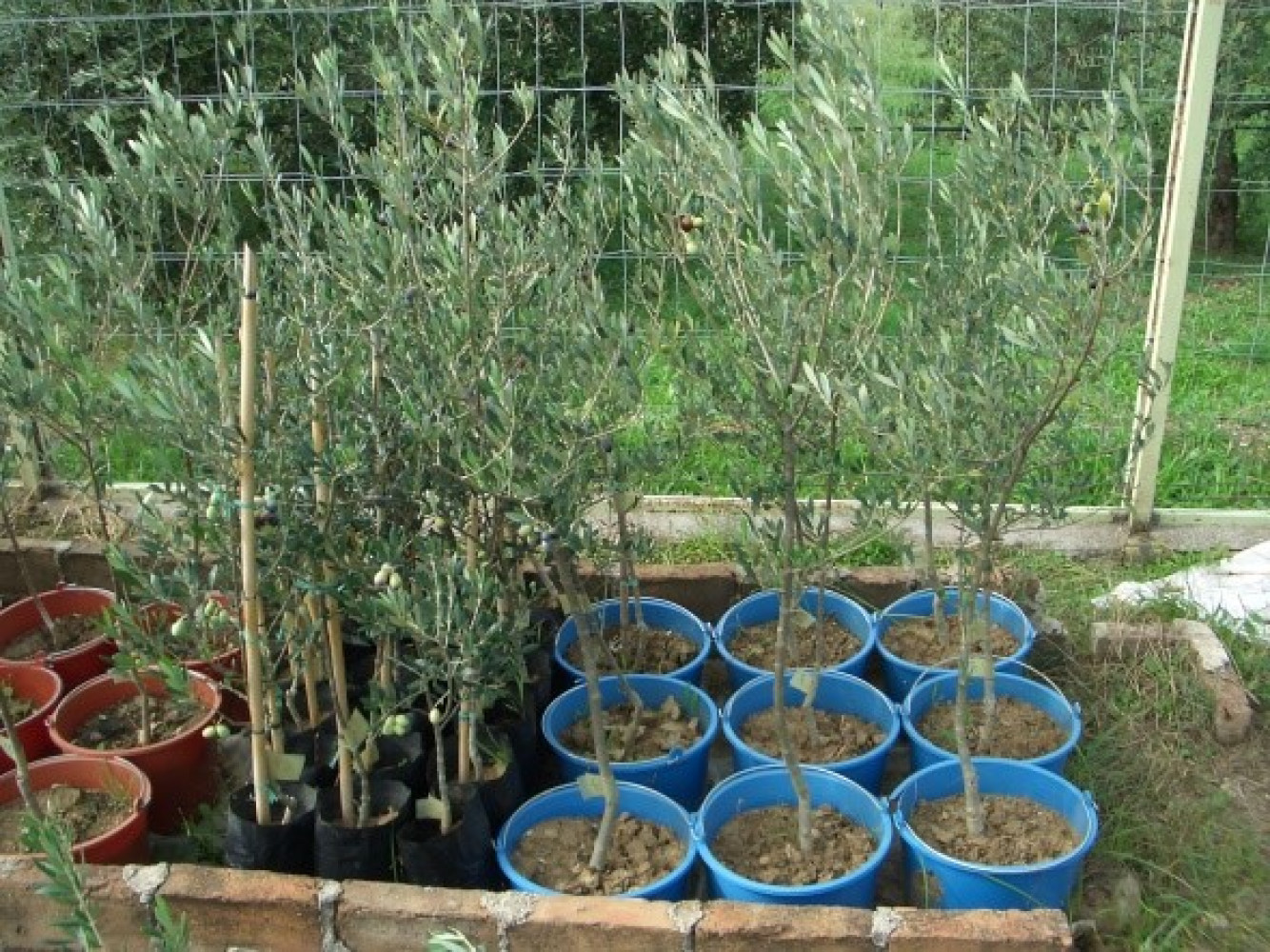 Univerzitet Crne Gore