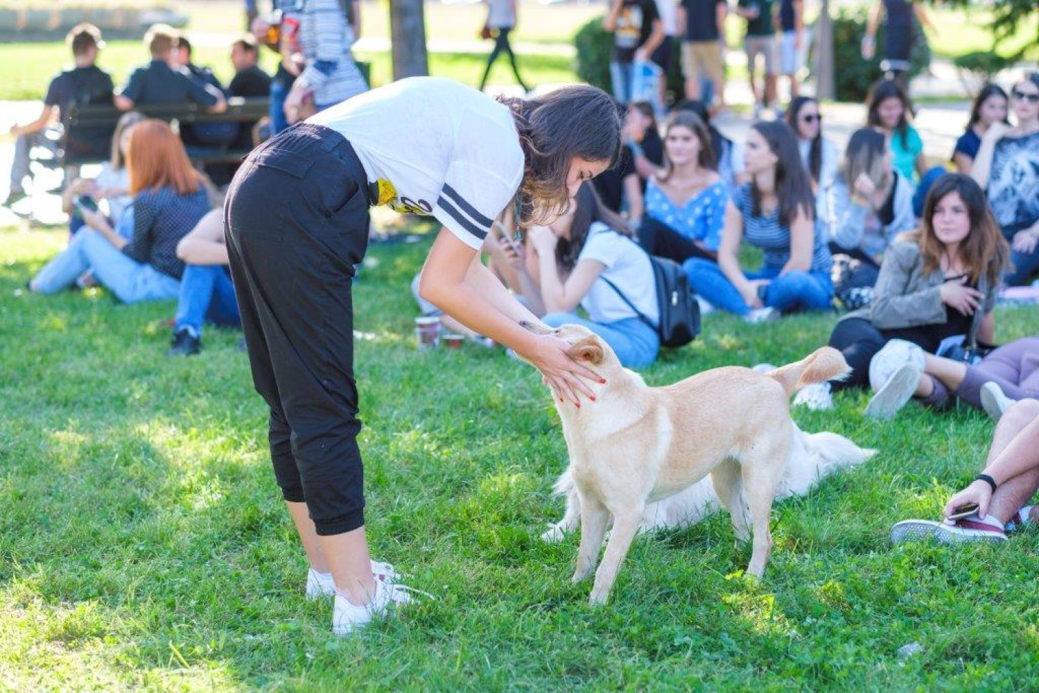 Univerzitet Crne Gore