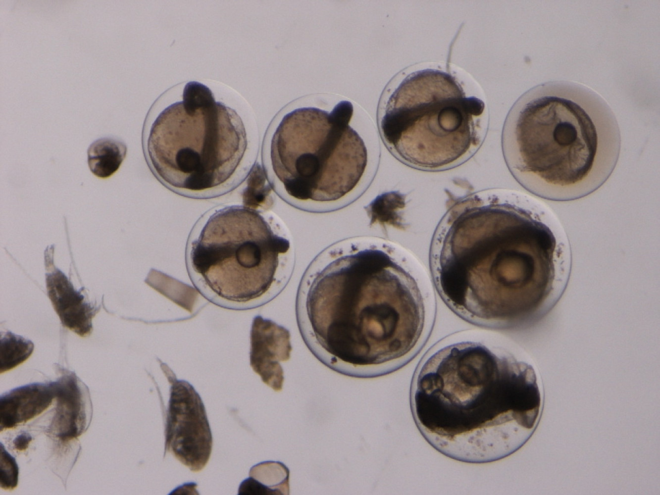 Jaja ribe prikaz pod mikroskopom