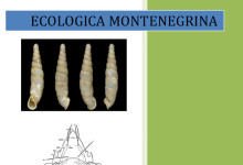 Ecologica Montenegrina